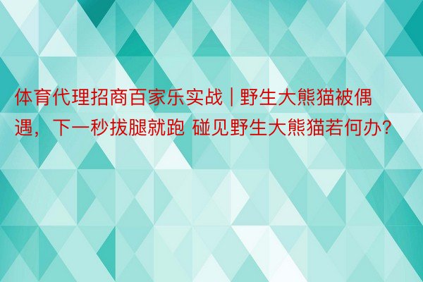 体育代理招商百家乐实战 | 野生大熊猫被偶遇，下一秒拔腿就跑 碰见野生大熊猫若何办？